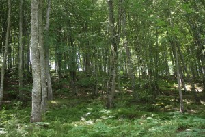 Cicera y alrededores